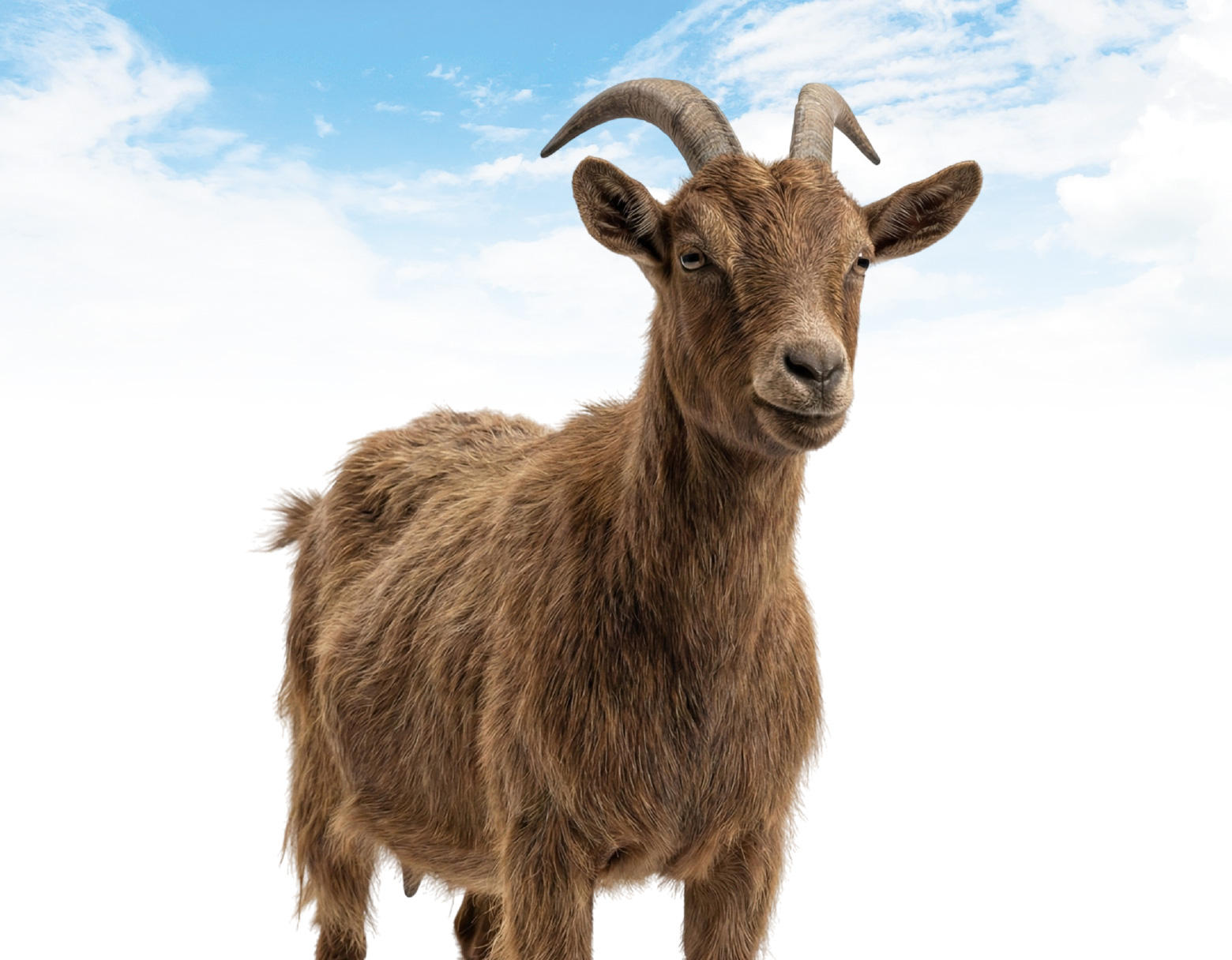 Gambar Produk-11